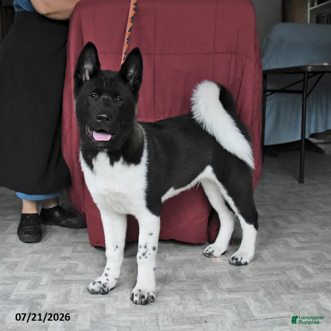 Akita dogs for sale: Sparkle - Ad 1
