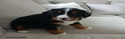 Bernese Mountain Dog dogs for sale: Ava  - Ad 2