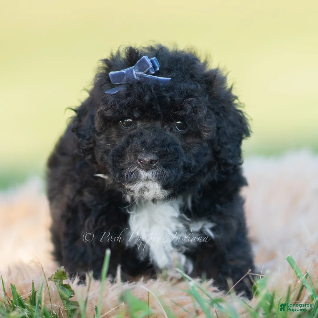 Toy Poodle dogs for sale: Disco - Ad 2