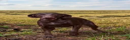 German Shorthaired Pointer dogs for sale: German Shorthaired Pointer Puppy 1 - Ad 1