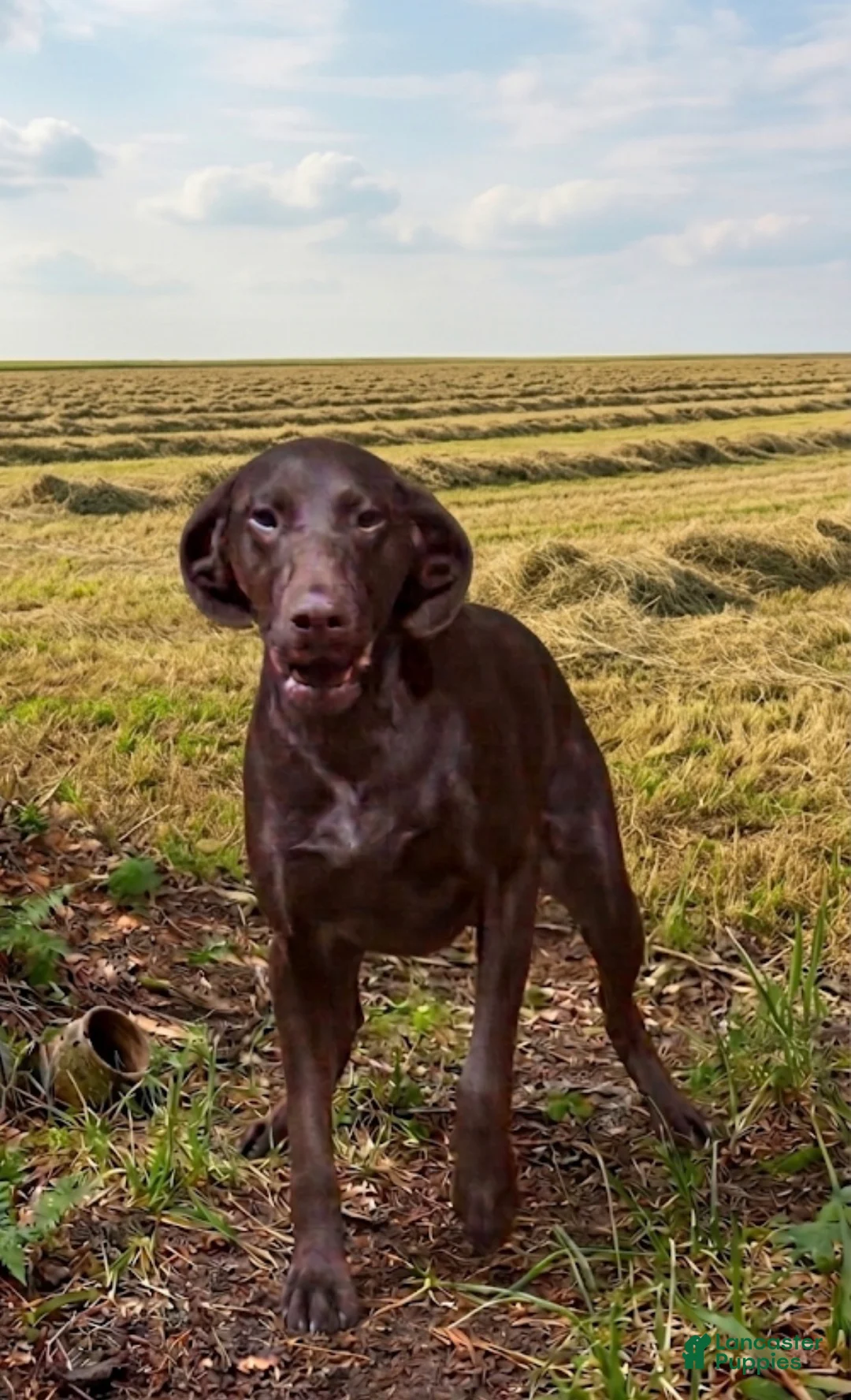 German Shorthaired Pointer dogs for sale: German Shorthaired Pointer Puppy 1 - Ad 1