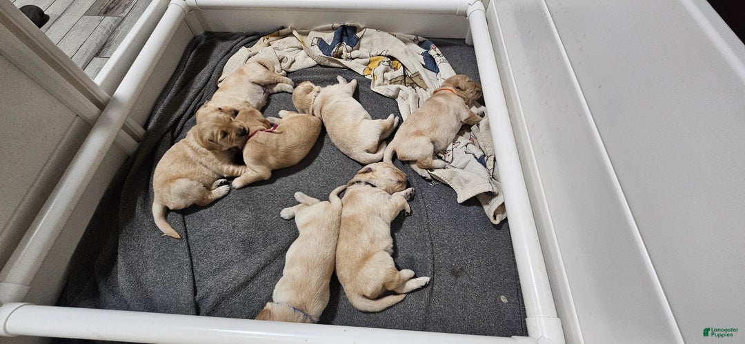 Golden Retriever dogs for sale: Pink - Ad 6