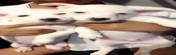 Mixed Breed dogs for sale: Mixed Breed 6 - Ad 3