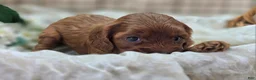 Cockapoo dogs for sale: Prada - Ad 13