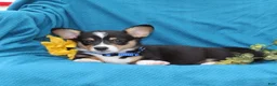 Welsh Corgi Pembroke dogs for sale: Pepper - Ad 4
