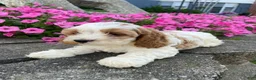 Mixed Breed dogs for sale: Ruby - Ad 9