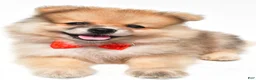 Pomeranian dogs for sale: Sonny - Ad 7