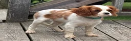 Cavalier King Charles Spaniel dogs for sale: Rusty - Ad 4
