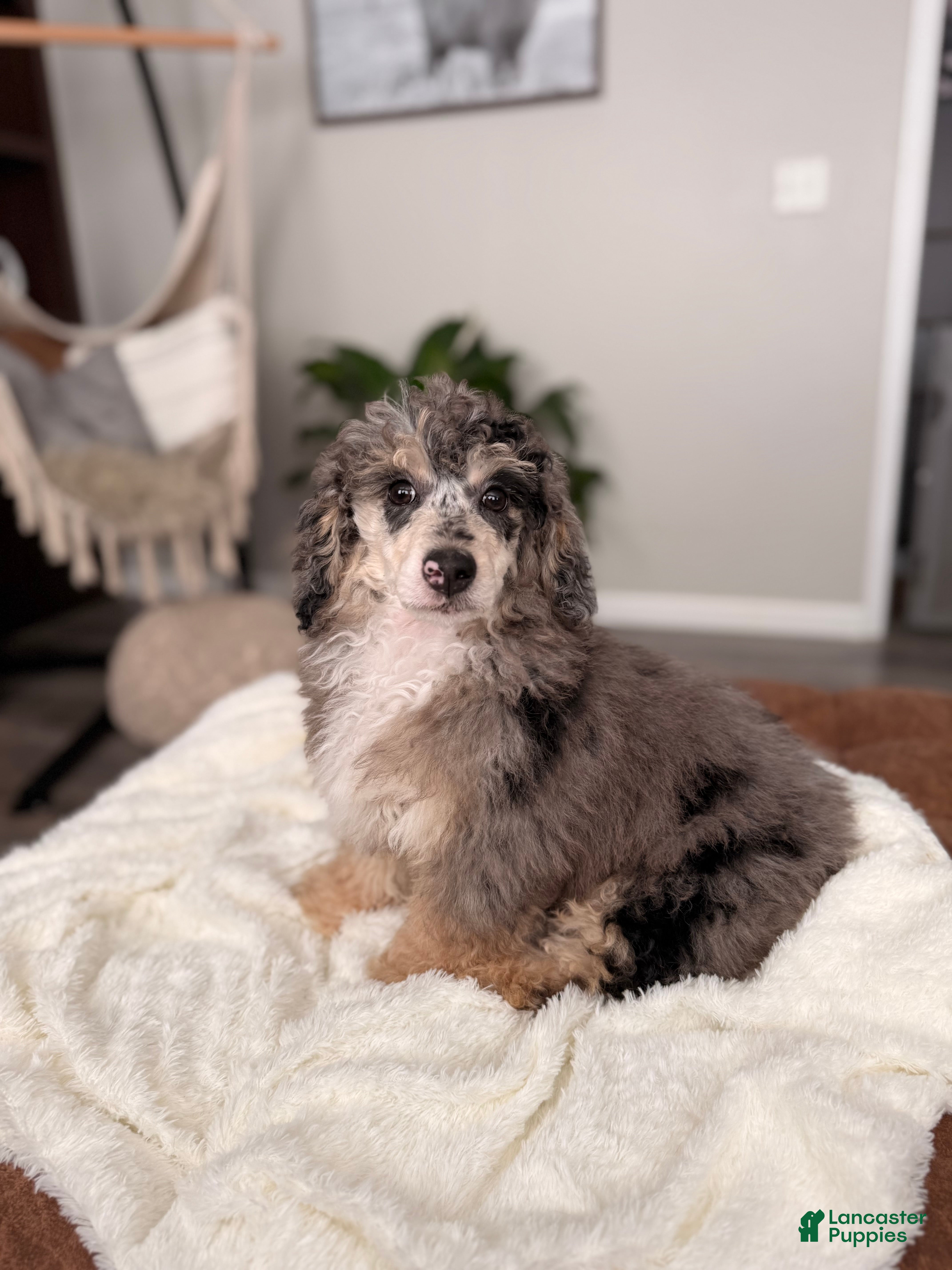 Miniature Poodle dogs Mac - Ad 1