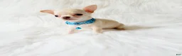 Chihuahua dogs for sale: Louie - Ad 2