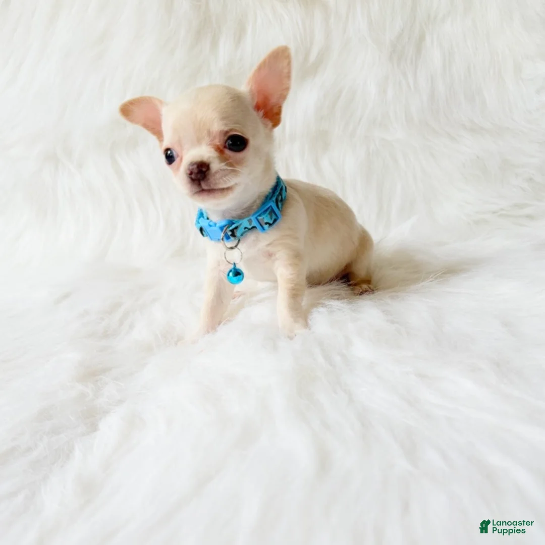 Chihuahua dogs for sale: Louie - Ad 2