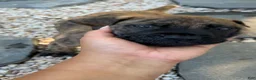 South African Boerboels dogs for sale: Blake - Ad 7