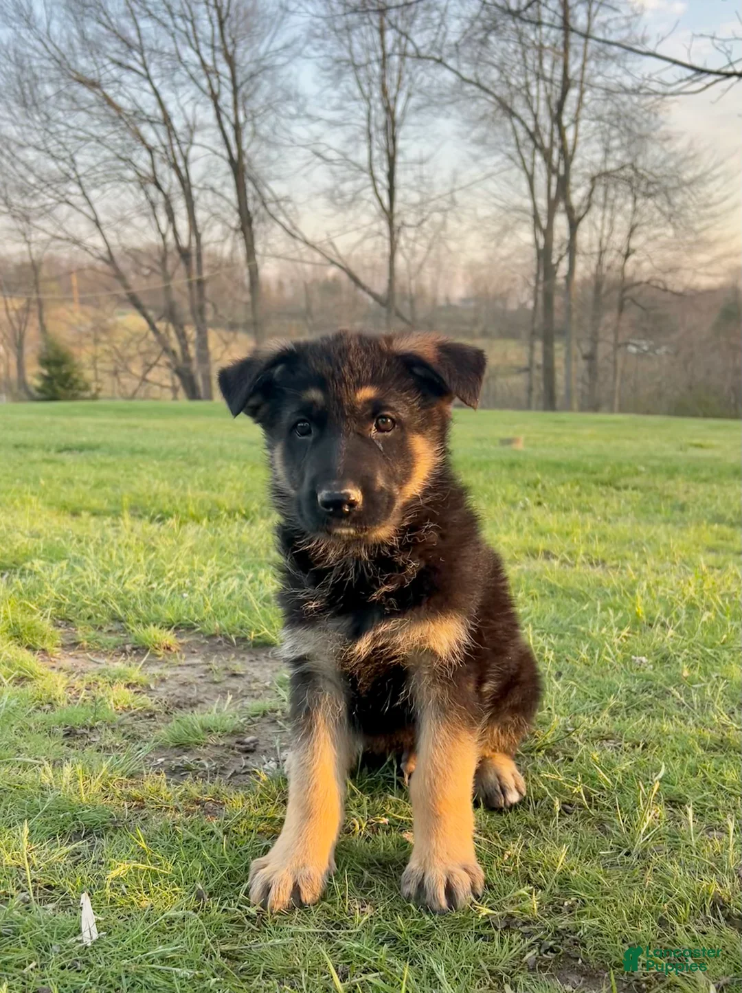 German Shepherd dogs for sale: Magnum - Ad 2