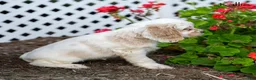 Cocker Spaniel dogs for sale: Kallie - Ad 5