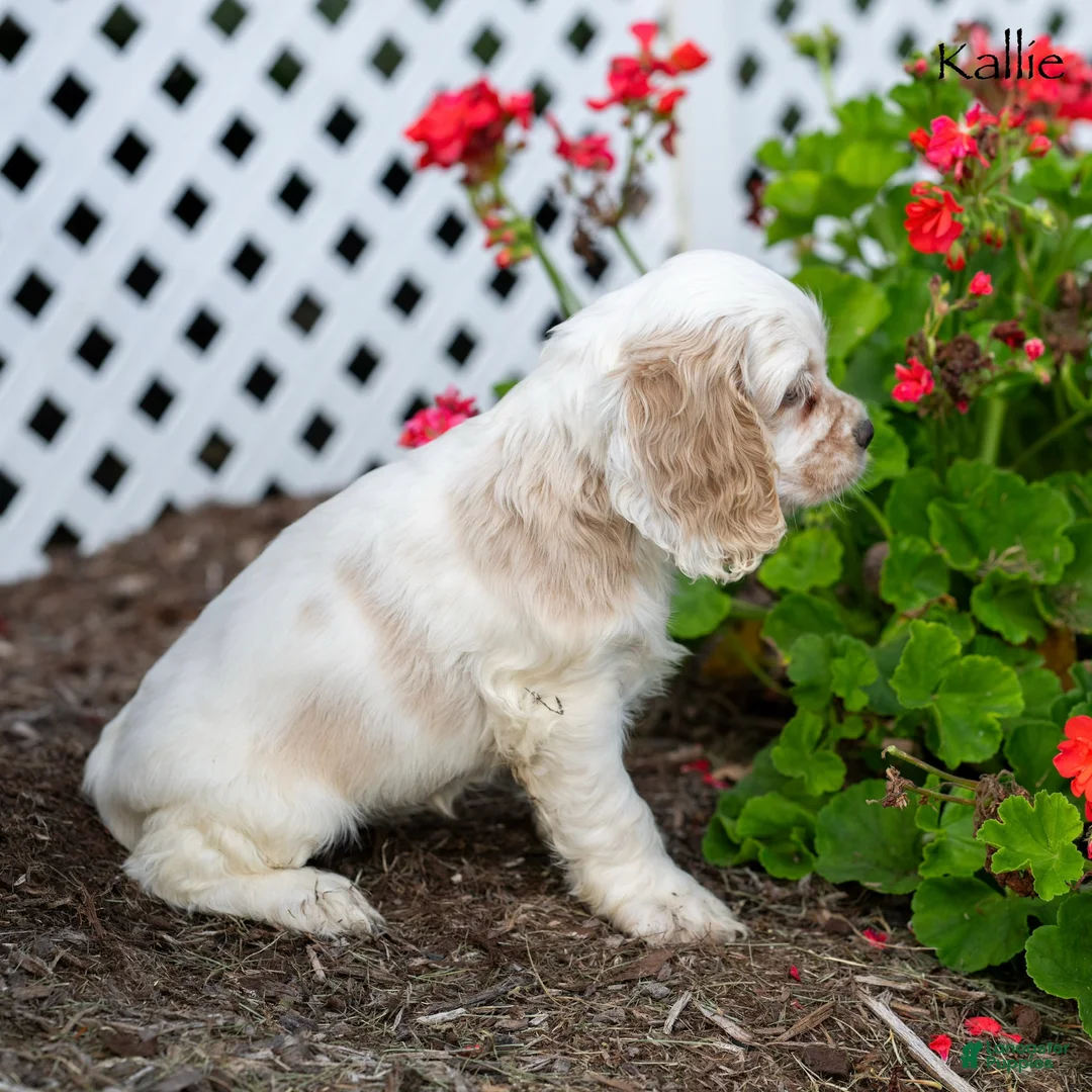 Cocker Spaniel dogs for sale: Kallie - Ad 5