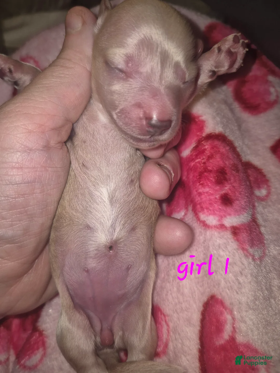 Miniature Dachshund dogs for sale: Miniature Dachshund Puppy 4 - Ad 2