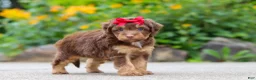 Mini Aussiedoodle dogs for sale: Callie - Ad 4