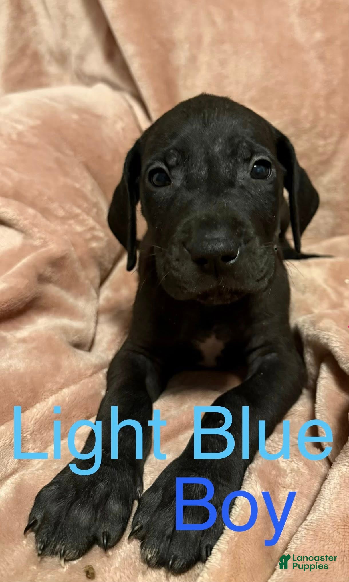 Great Dane dogs Great Dane Puppy 2 - Ad 21