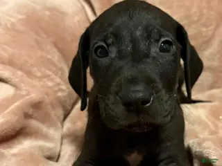 Great Dane dogs Great Dane Puppy 2 - Ad 21