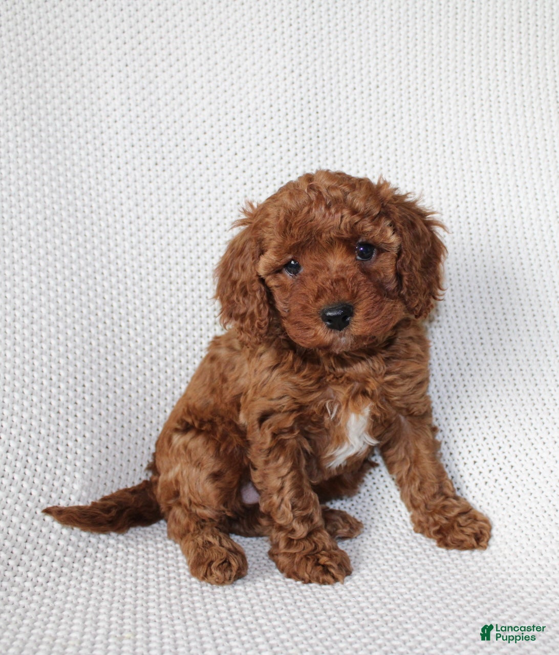 Cavapoo dogs Izzy - Ad 2