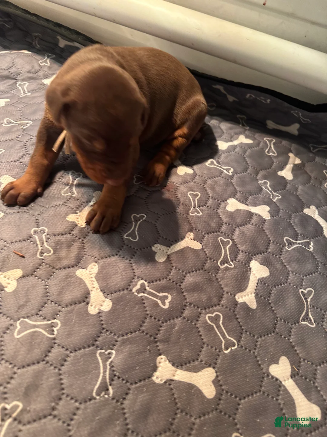 Doberman Pinscher dogs for sale: Doberman Pinscher Puppy 4 - Ad 3