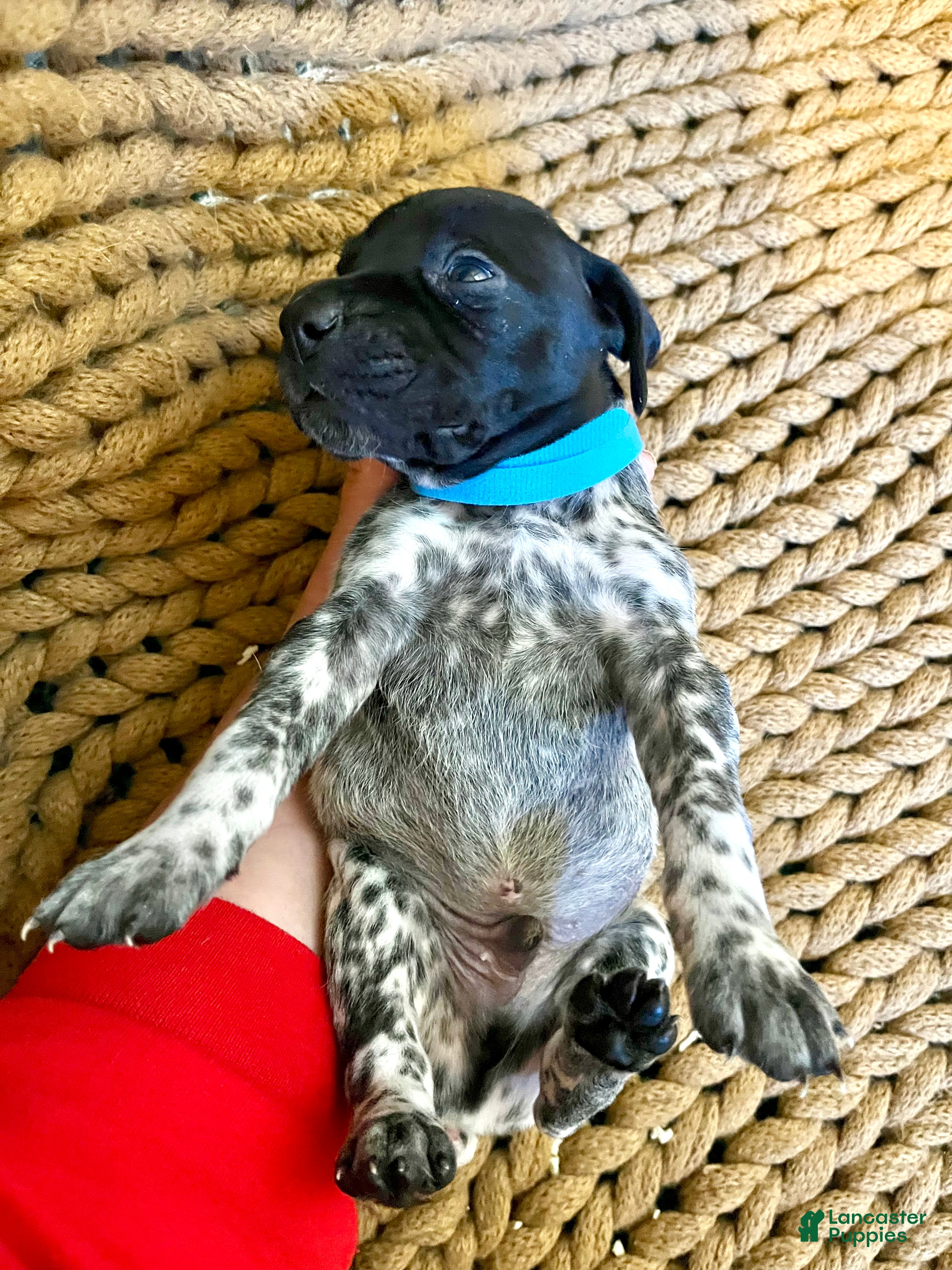 German Shorthaired Pointer dogs German Shorthaired Pointer Puppy 1 - Ad 33