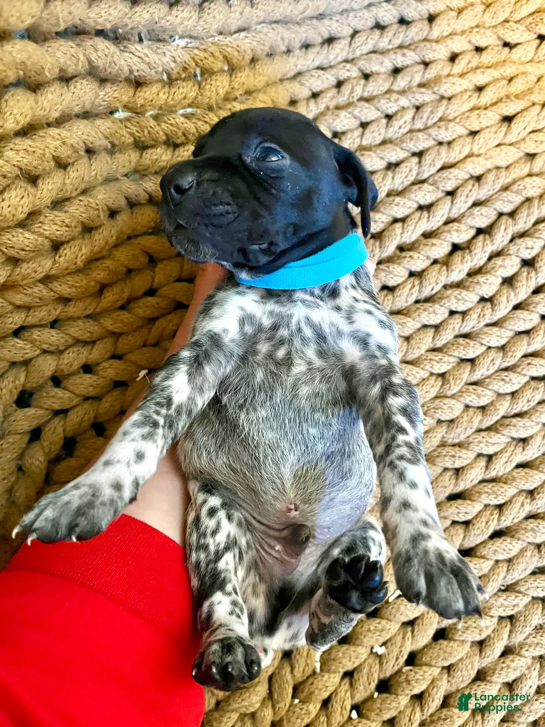 German Shorthaired Pointer dogs for sale: German Shorthaired Pointer Puppy 1 - Ad 1