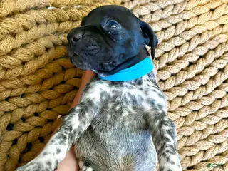 German Shorthaired Pointer dogs German Shorthaired Pointer Puppy 1 - Ad 33