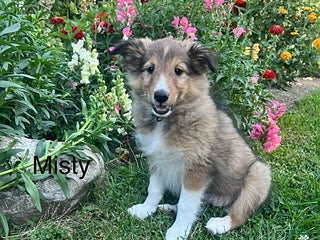 Shetland Sheepdog dogs - Ad 1