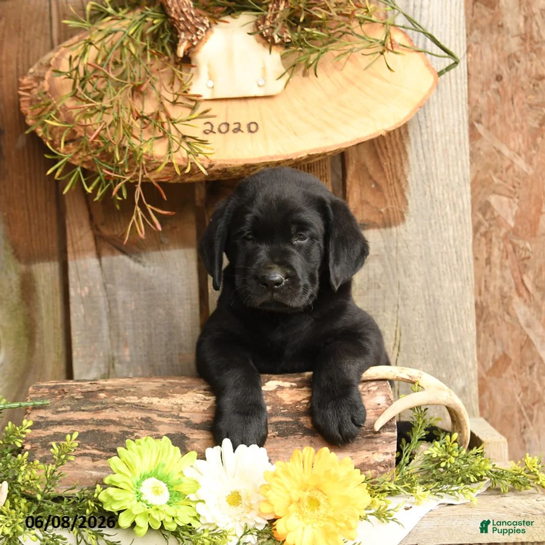 Labrador Retriever dogs for sale: Gunner - Ad 2