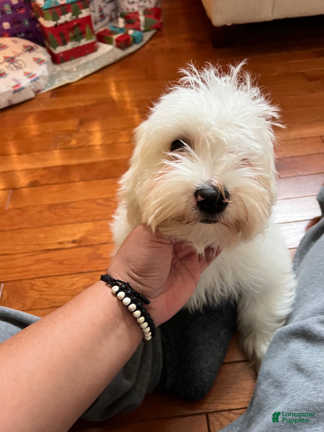 Maltipoo dogs for sale: Maltipoo Puppy 1 - Ad 1