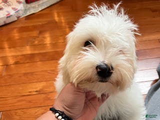 Maltipoo dogs Maltipoo Puppy 1 - Ad 39