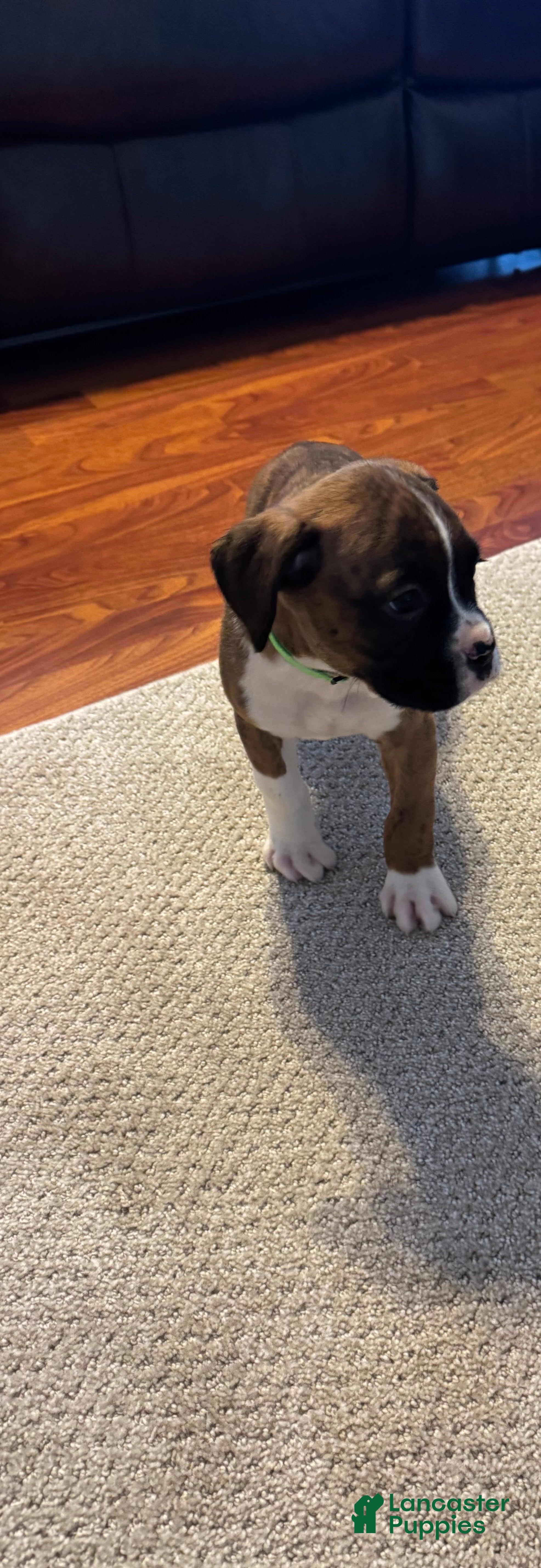 Boxer dogs Boxer Puppy 1 - Ad 11