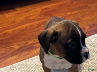 Boxer dogs Boxer Puppy 1 - Ad 34