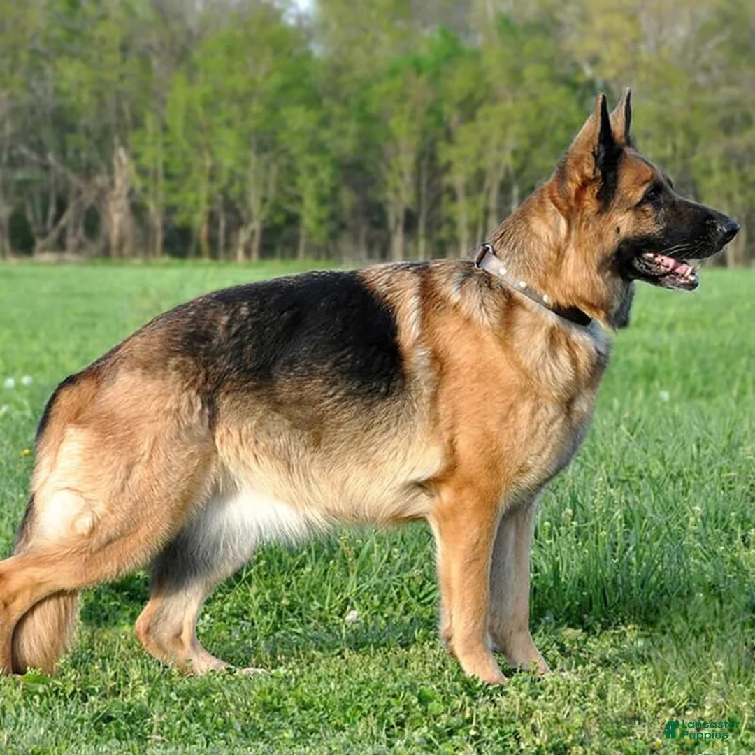 Mixed Breed dogs for sale: Mixed Breed 1 - Ad 3