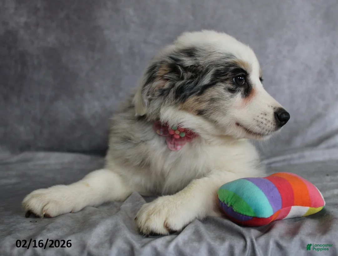 Australian Shepherd dogs for sale: Aster - Ad 4
