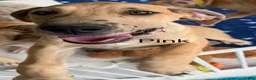 Great Dane dogs for sale: Pink - Ad 2