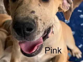 Great Dane dogs Pink - Ad 8