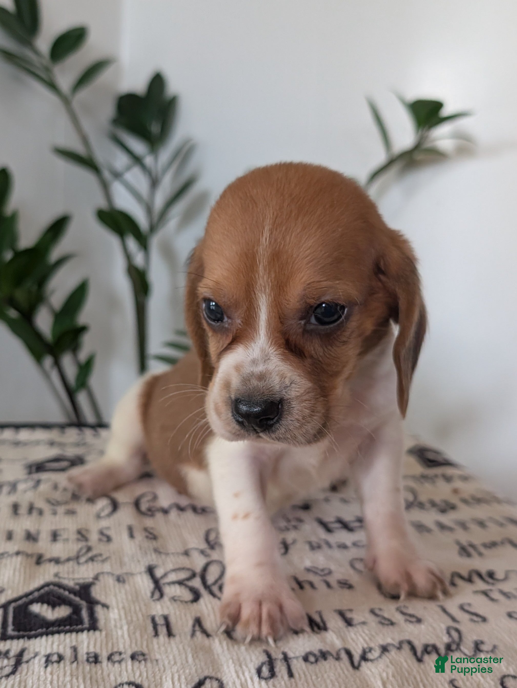 Mixed Breed dogs Glenn  - Ad 2