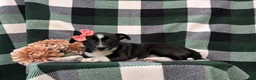 Mixed Breed dogs for sale: Cherokee - Ad 5