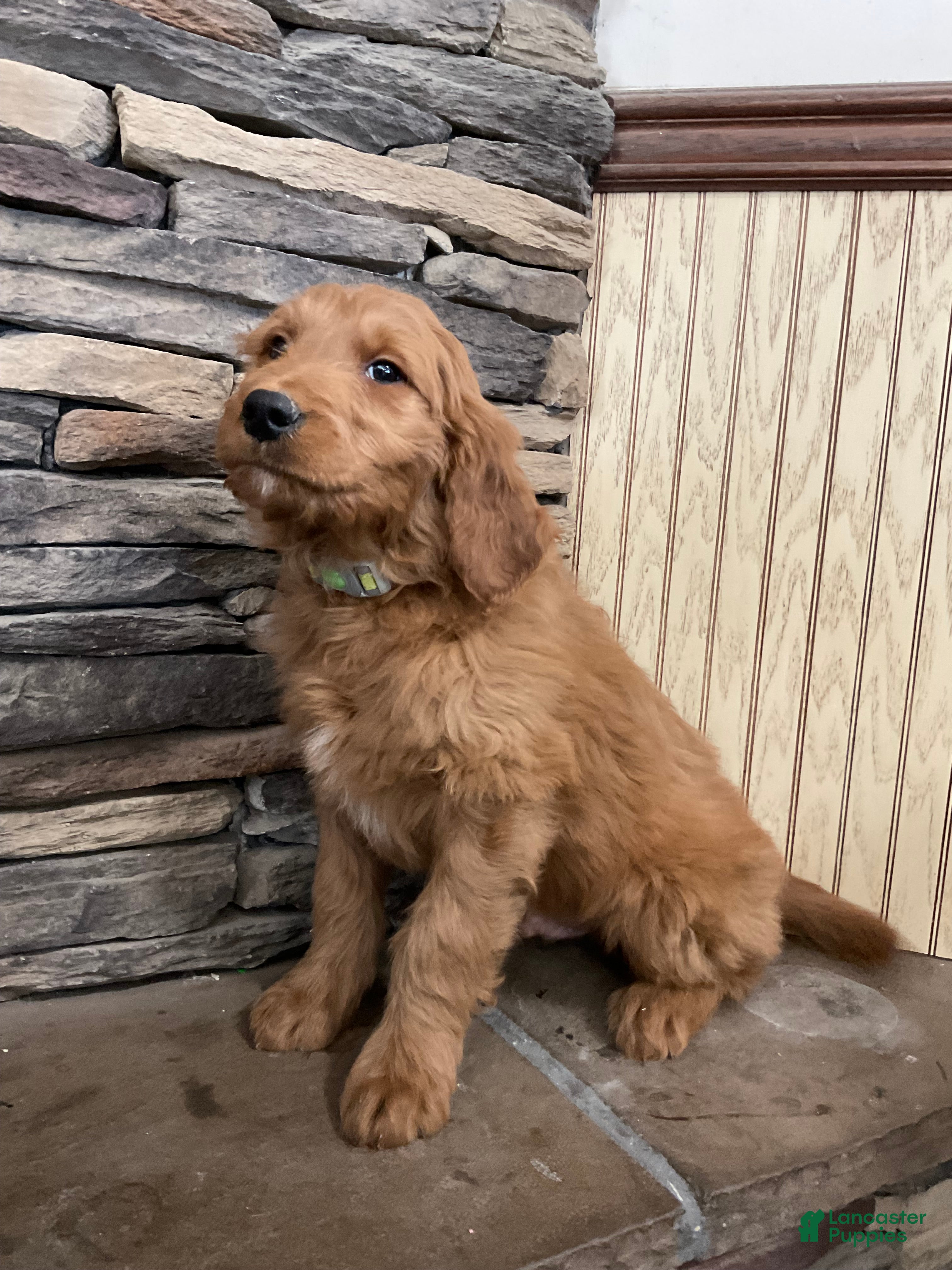 Goldendoodle dogs Curri - Ad 2