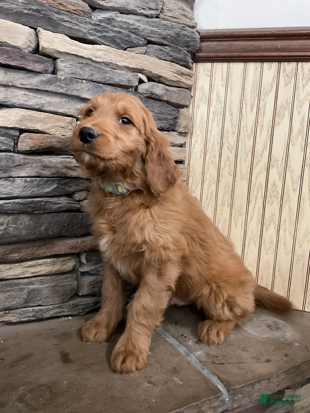 Goldendoodle dogs for sale: Curri - Ad 2