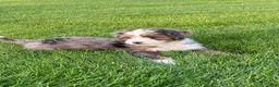 Mini Bernedoodle dogs for sale: Oliver - Ad 6