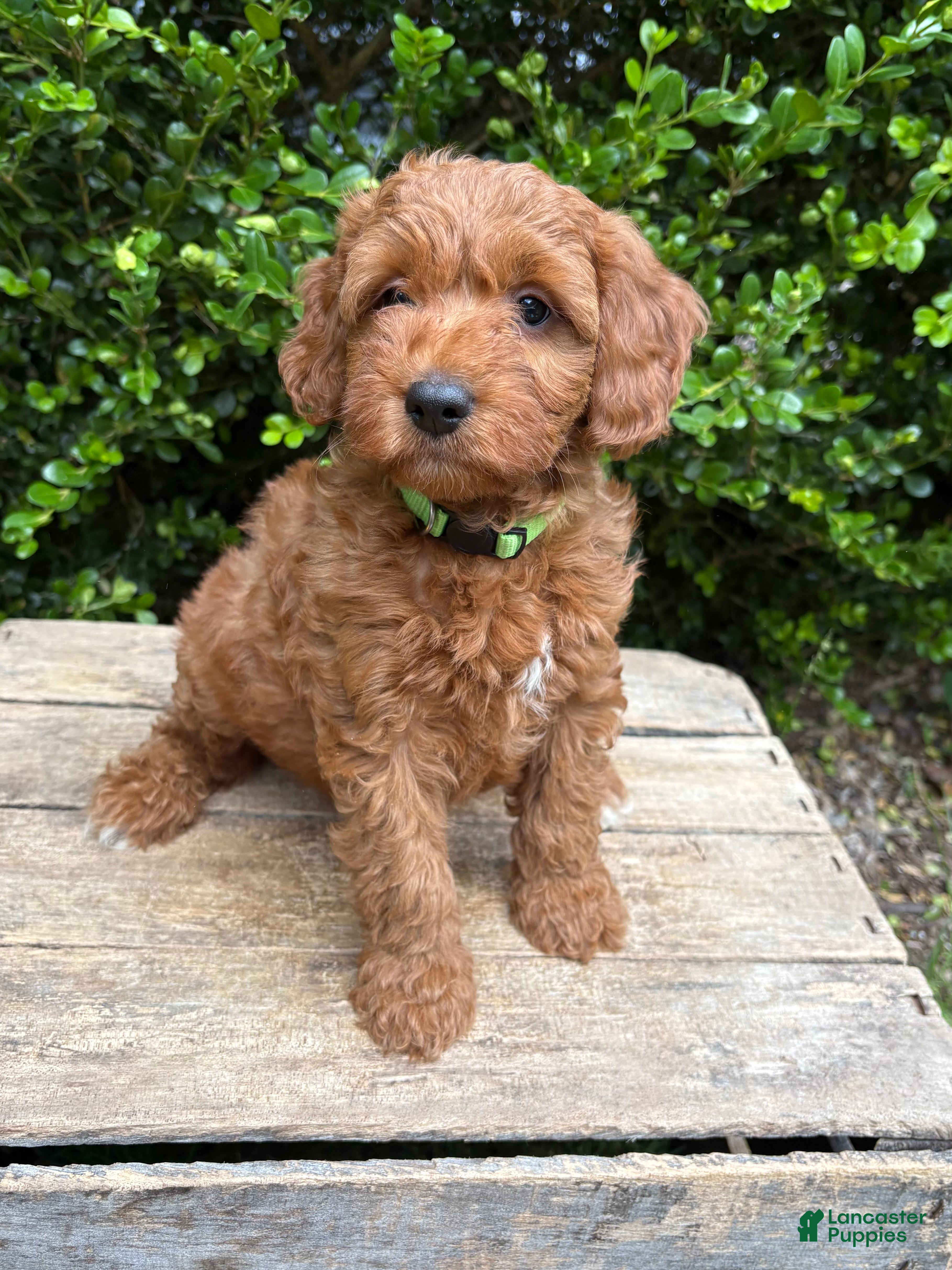 Goldendoodle dogs Ace - Ad 2