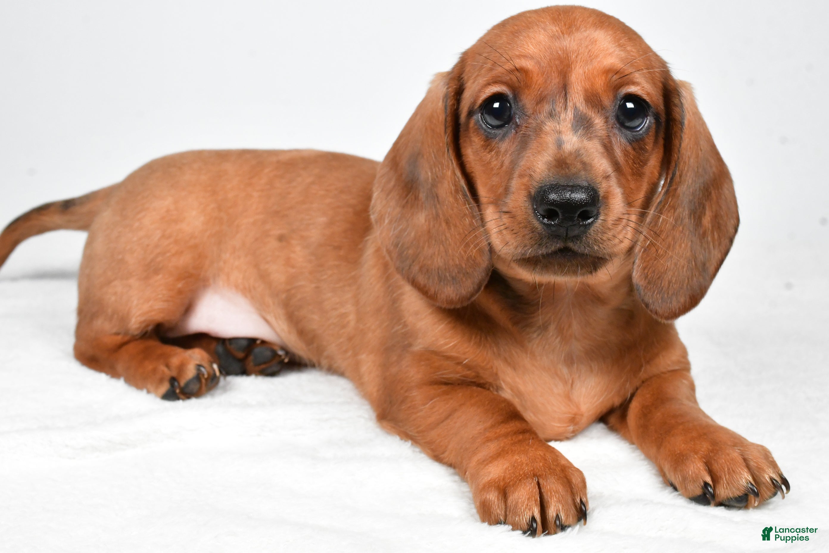 Dachshund dogs Dawson  - Ad 1