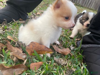 Pomeranian dogs for sale: Pomeranian Puppy 2 - Ad 1