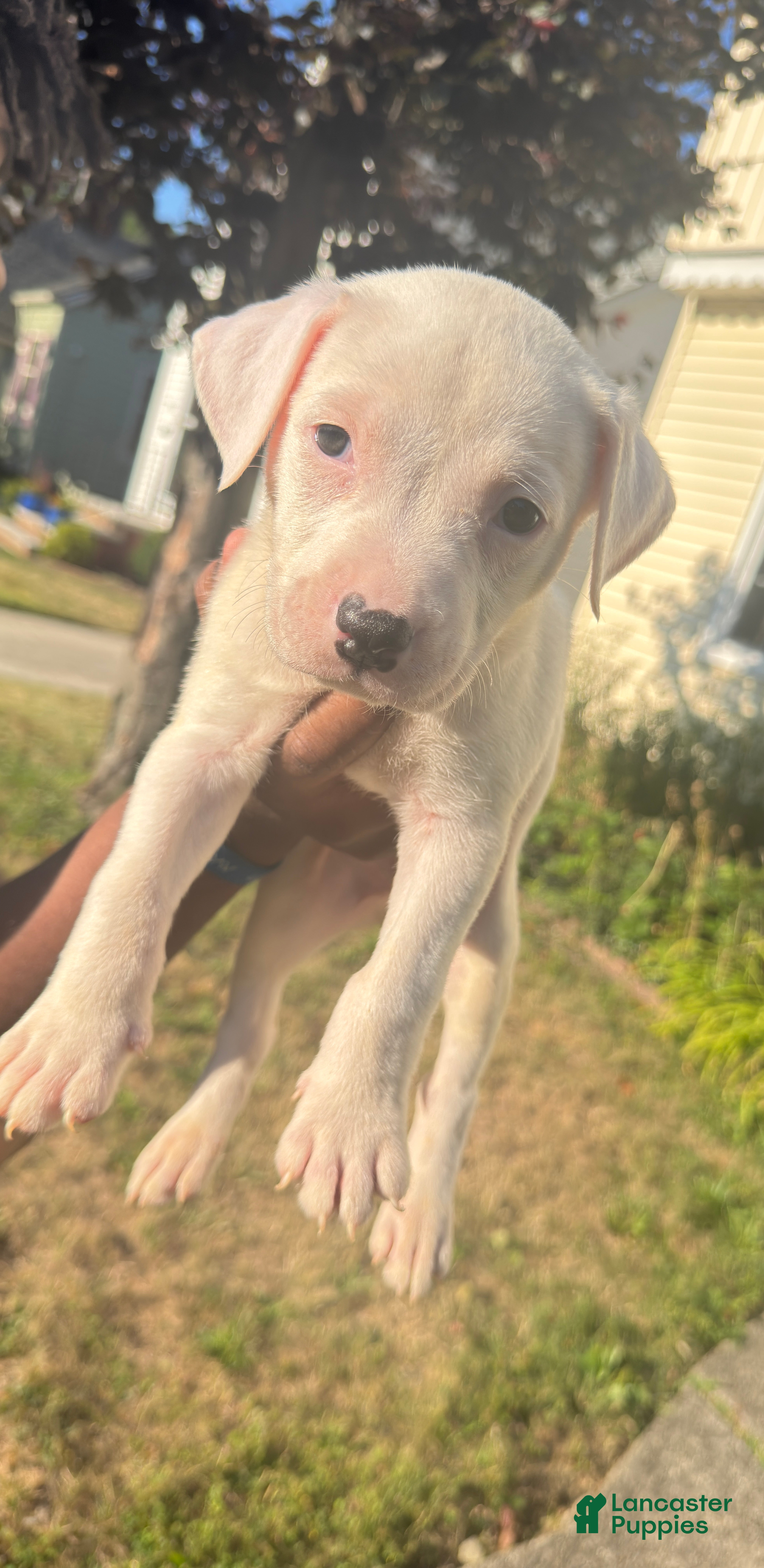 American Pit Bull Terrier dogs Olaf (boy)  - Ad 1