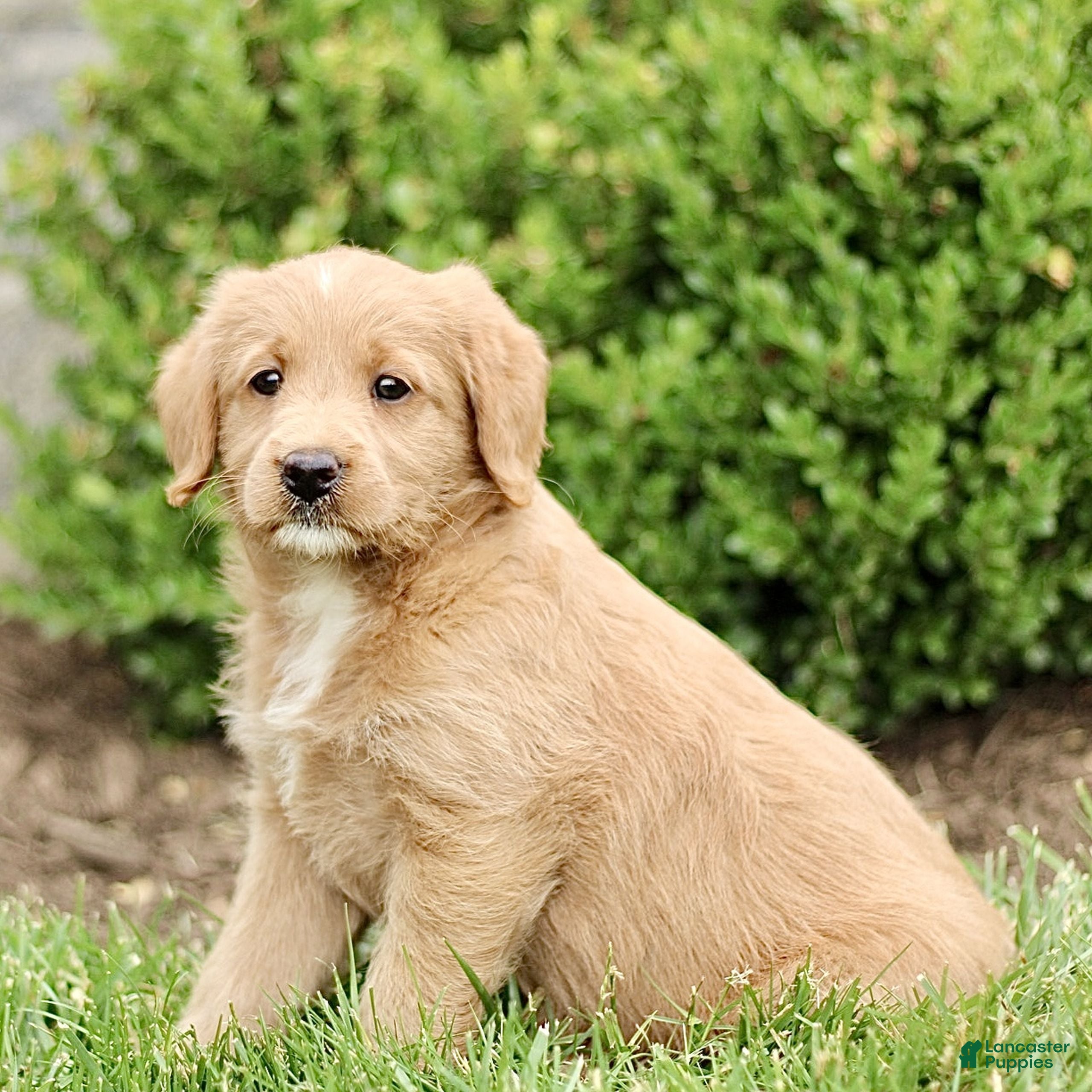 Labradoodle dogs Starlight  - Ad 2