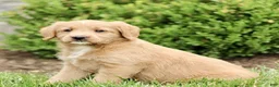 Labradoodle dogs for sale: Starlight  - Ad 2