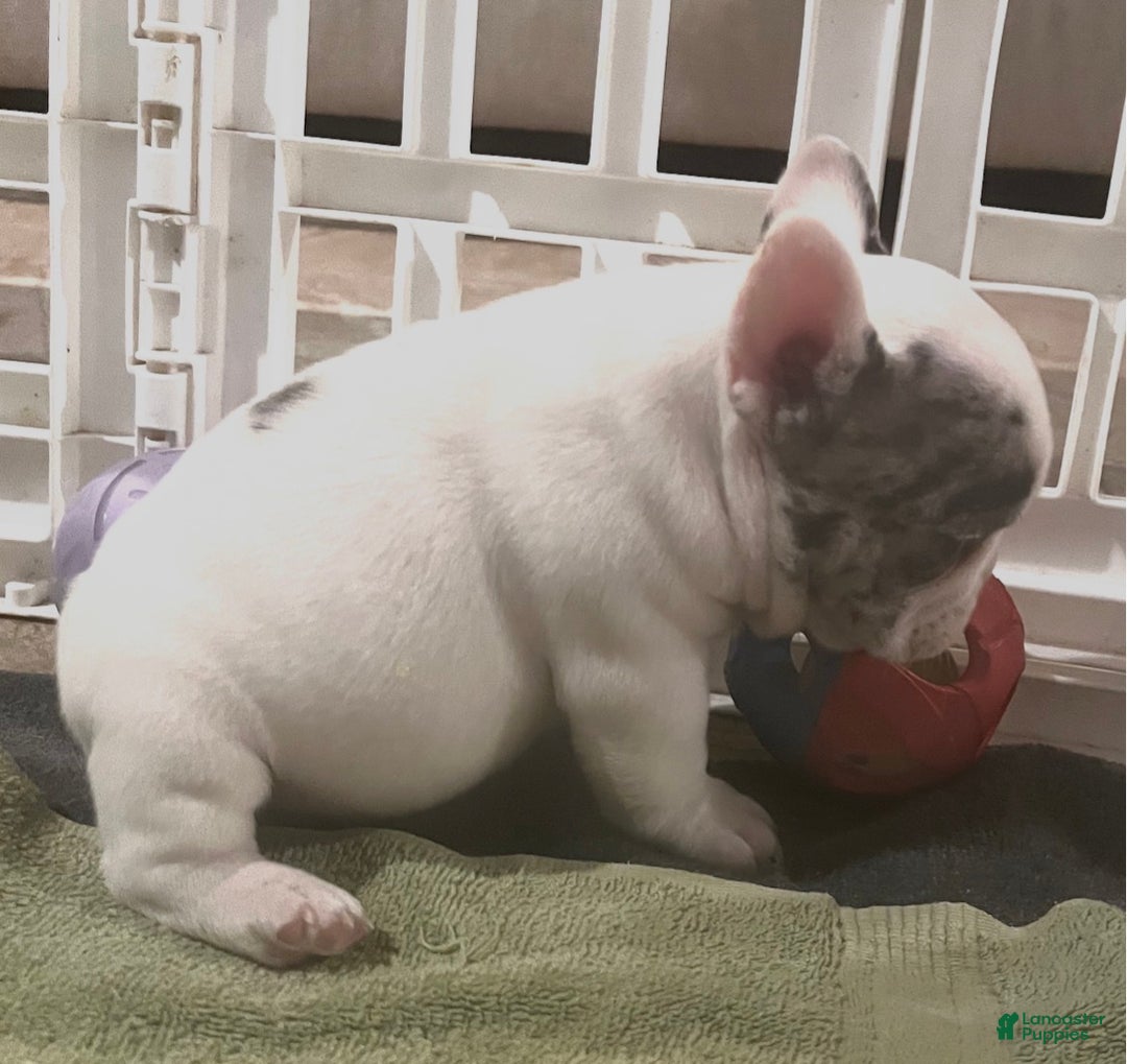 French Bulldog dogs for sale: Pablo - Ad 2